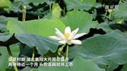 蓮藕種植戶(hù)馬冬良：在轉(zhuǎn)型中增收