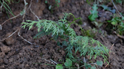 “植物大熊貓”崖柏野外回歸記