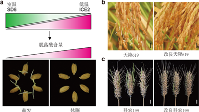 我國科學(xué)家找到調(diào)控水稻、小麥穗發(fā)芽的“開關(guān)”