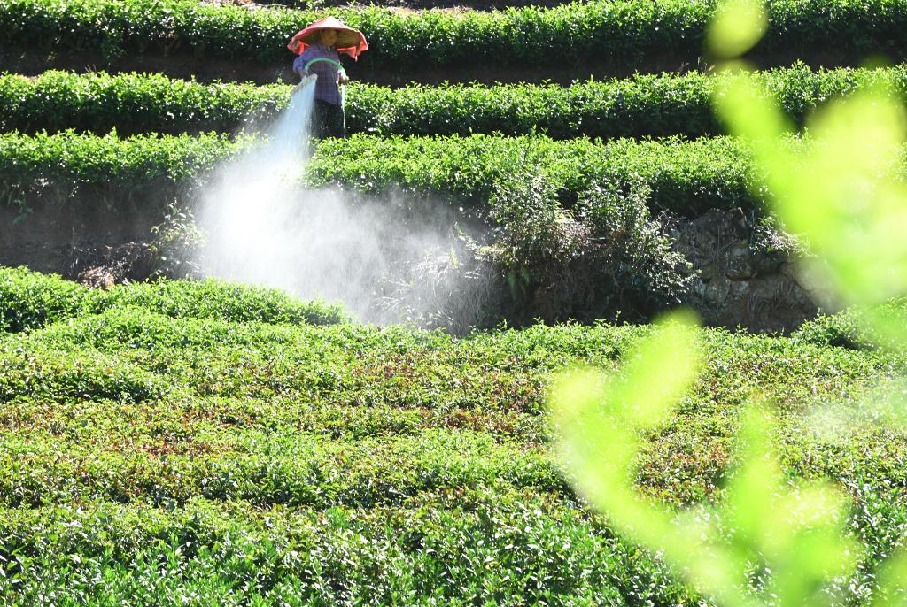 福建寧德：抗旱護(hù)茶園