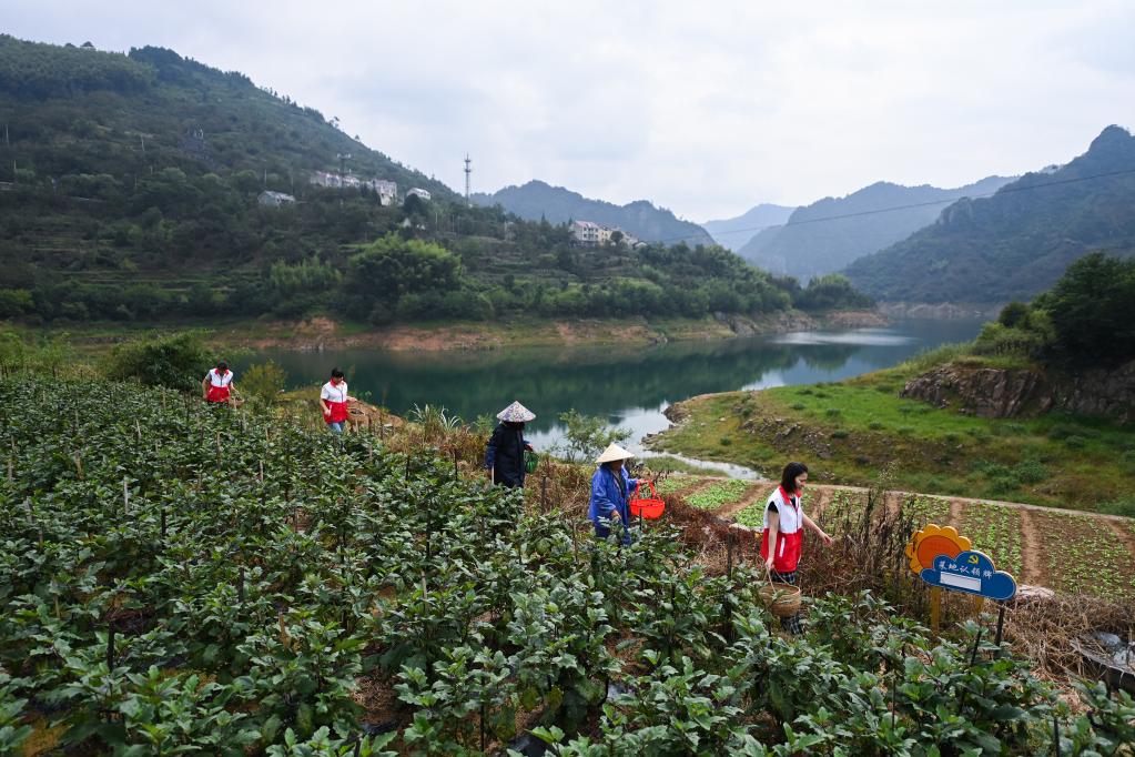 浙江臨安：“共富菜園”助農增收