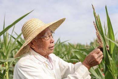 新華全媒+丨87歲，他在三亞南繁又一年