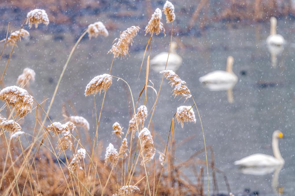 河南三門(mén)峽：雪后天鵝湖