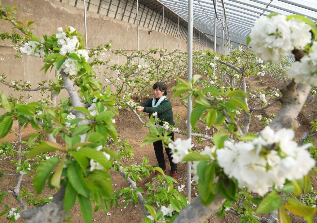 河北秦皇島：櫻桃樹花芬芳 農(nóng)民管護(hù)忙