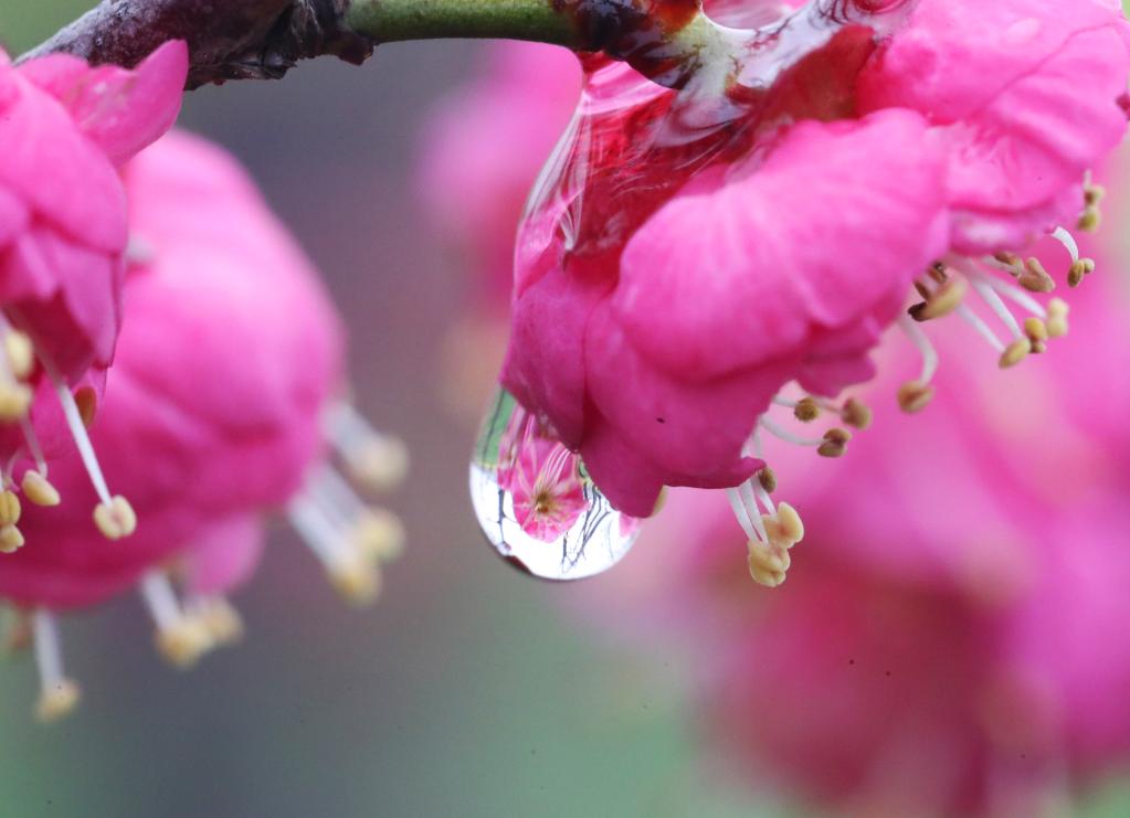 春來花開早