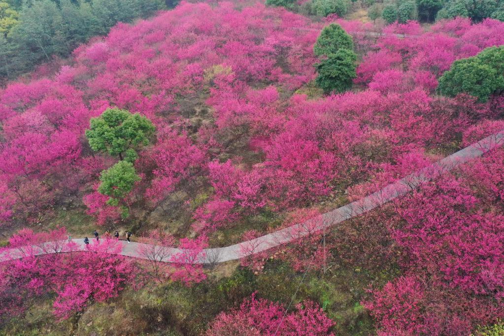 福建：櫻花盛開引游客