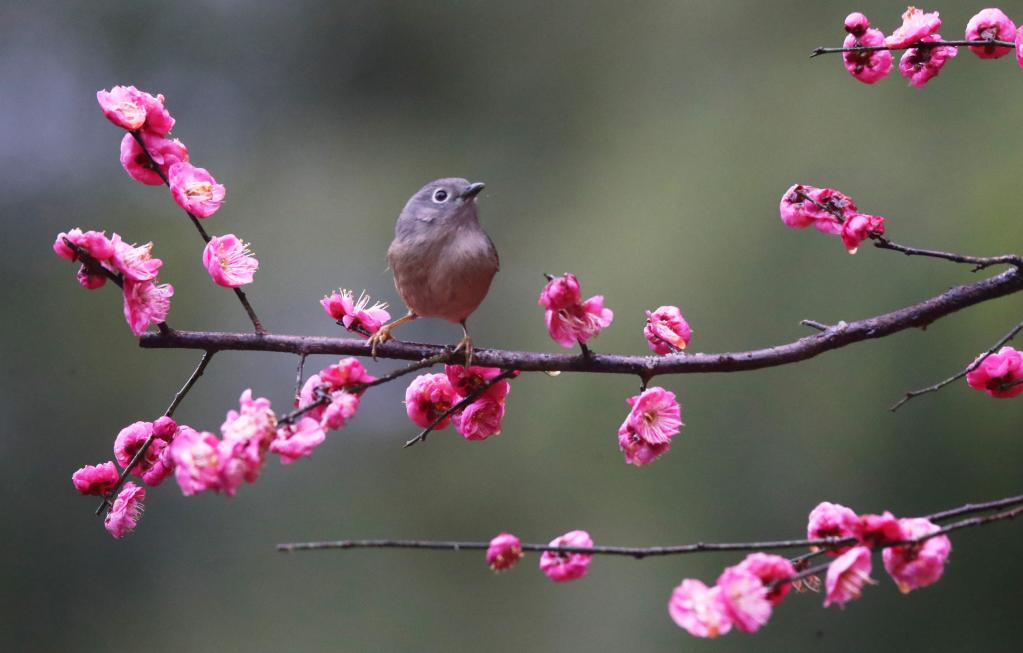 花開中國(guó)