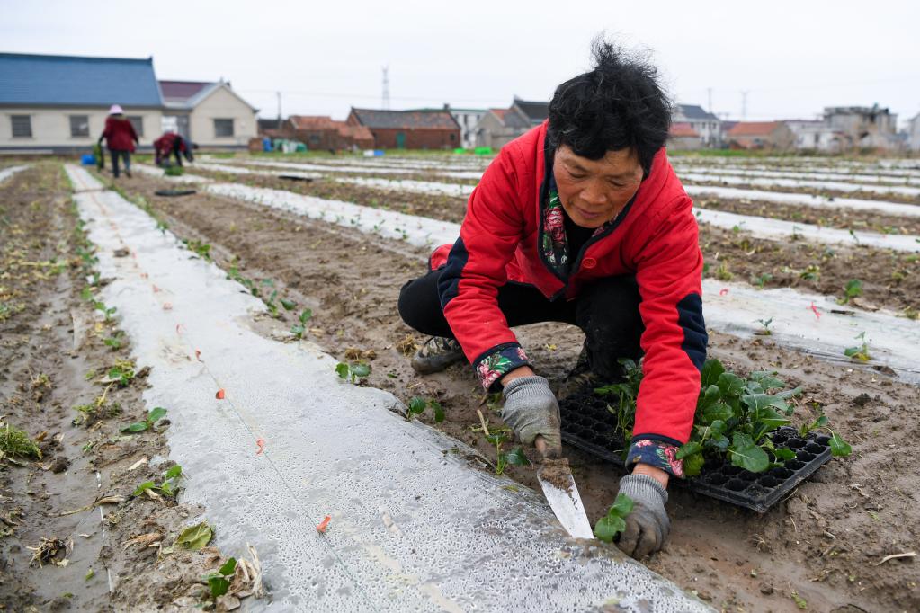 江蘇如東：西蘭花育苗管護(hù)忙