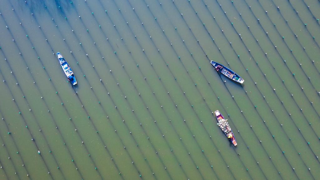 浙江長興：河蚌育珠春管忙