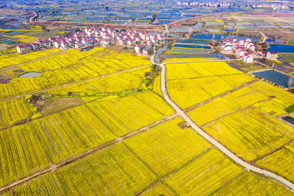 江西樟樹：油菜花開春意濃