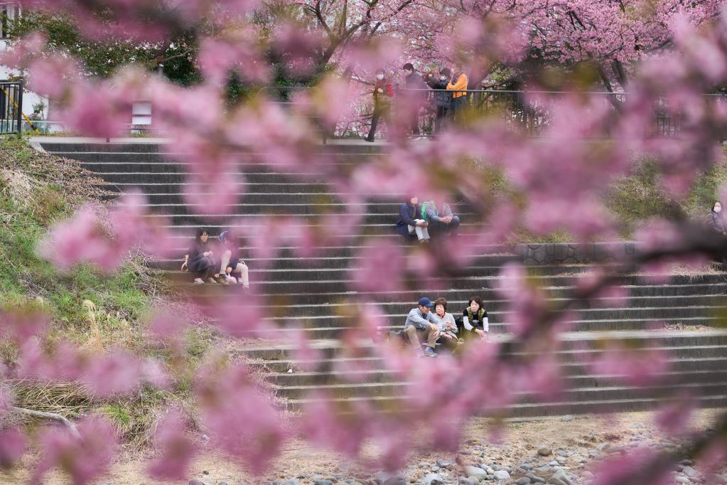 日本：河津櫻花滿開引客來