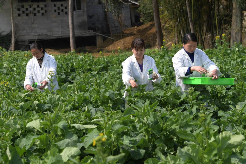 貴州鳳岡：“以蟲(chóng)治蟲(chóng)”助力綠色農(nóng)業(yè)發(fā)展