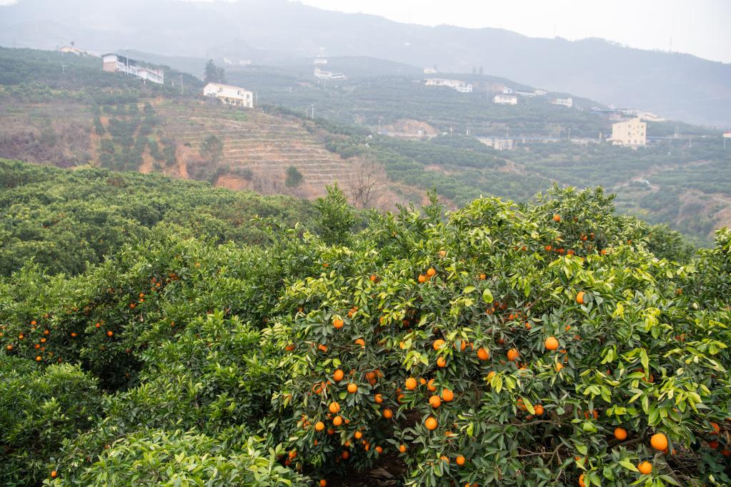 重慶奉節(jié)走出農(nóng)文旅綠色發(fā)展之路