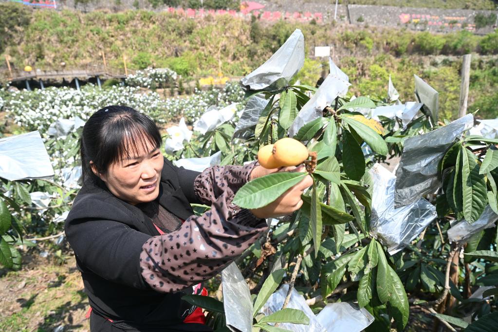 “枇杷姐姐”吳素華：把家鄉(xiāng)枇杷產(chǎn)業(yè)做大做強