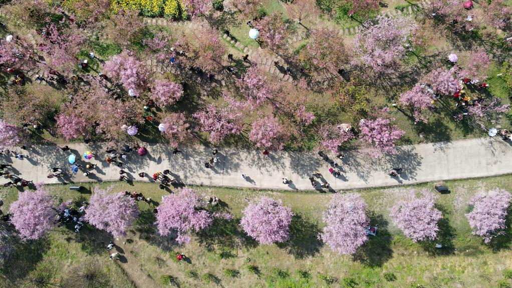 “問花村”賞花游