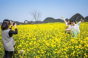 貴州六枝：油菜花開引客來