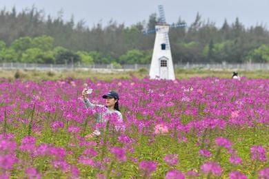 海南文昌：花海踏青消費(fèi)旺