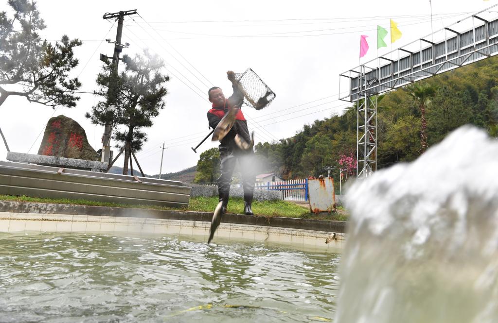 湖南衡山：泉水魚養(yǎng)殖帶動(dòng)村民增收