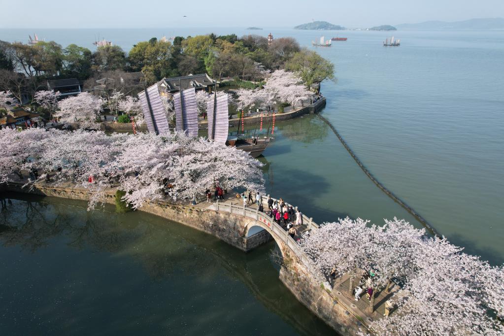 江蘇無(wú)錫：櫻花爛漫引游人