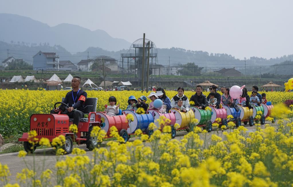 “共富稻田”油菜花開促共富