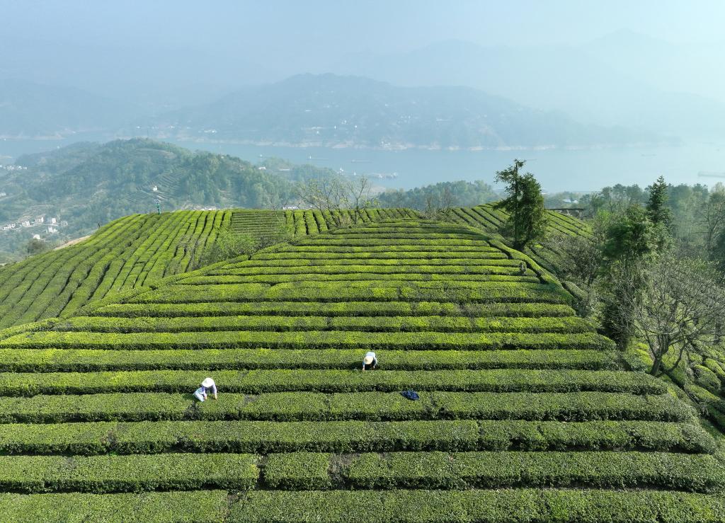 三峽庫區(qū)“明前茶”采摘忙