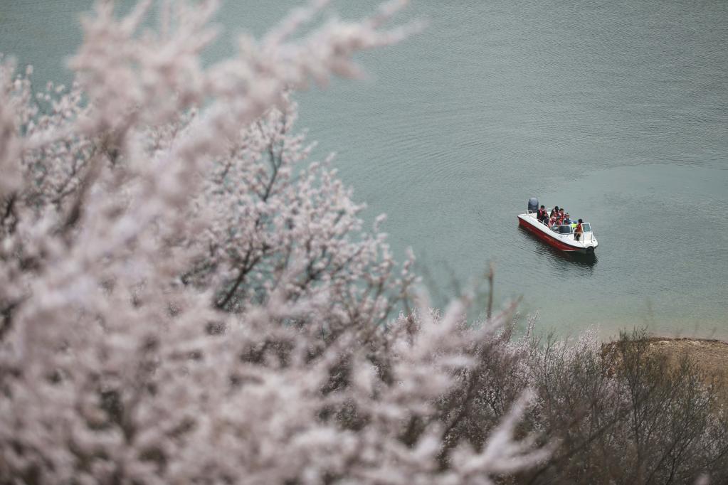 喜峰口長(zhǎng)城山花開