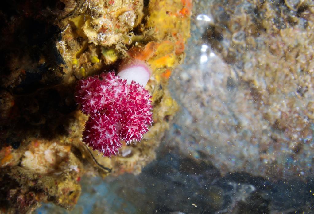 海南三亞：熱帶海洋牧場里的多彩生物世界