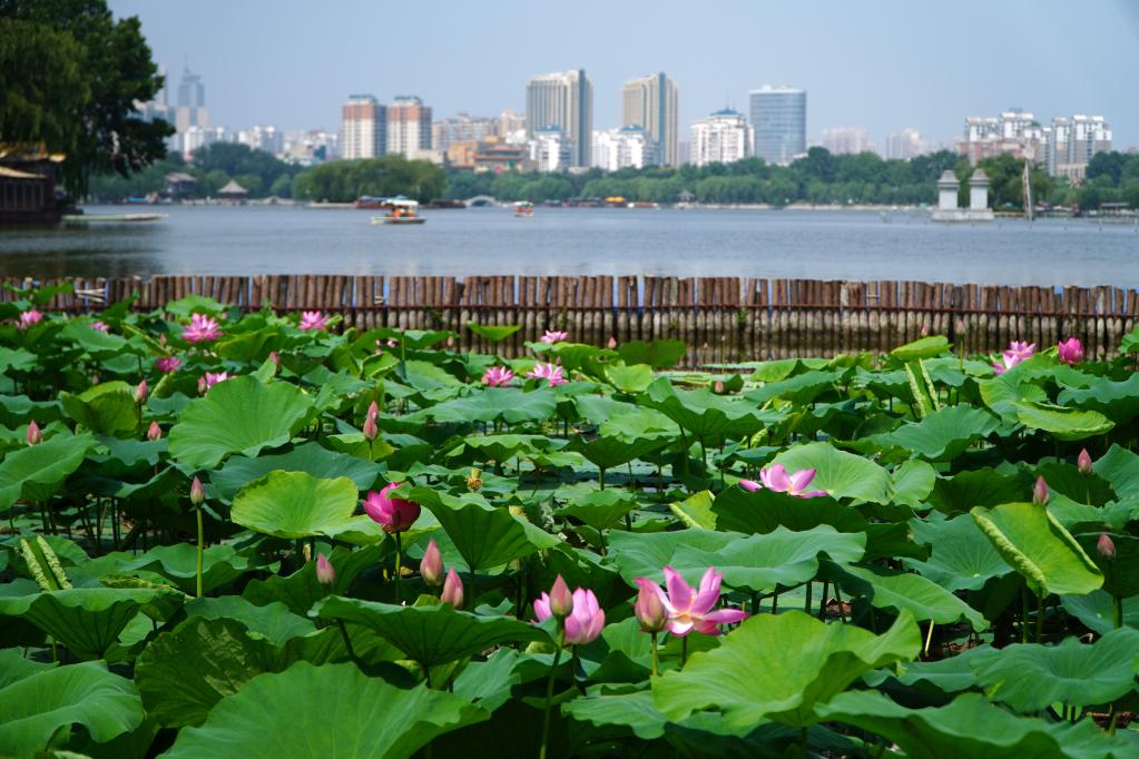 濟(jì)南大明湖：夏日荷花始盛開