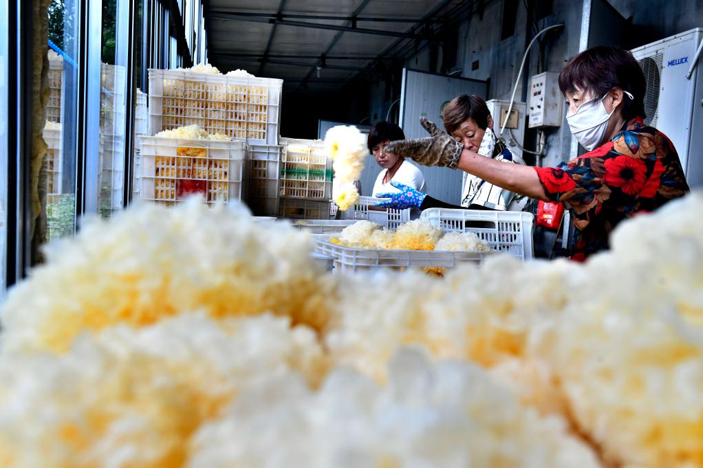 山東惠民：食用菌綻放“致富花”