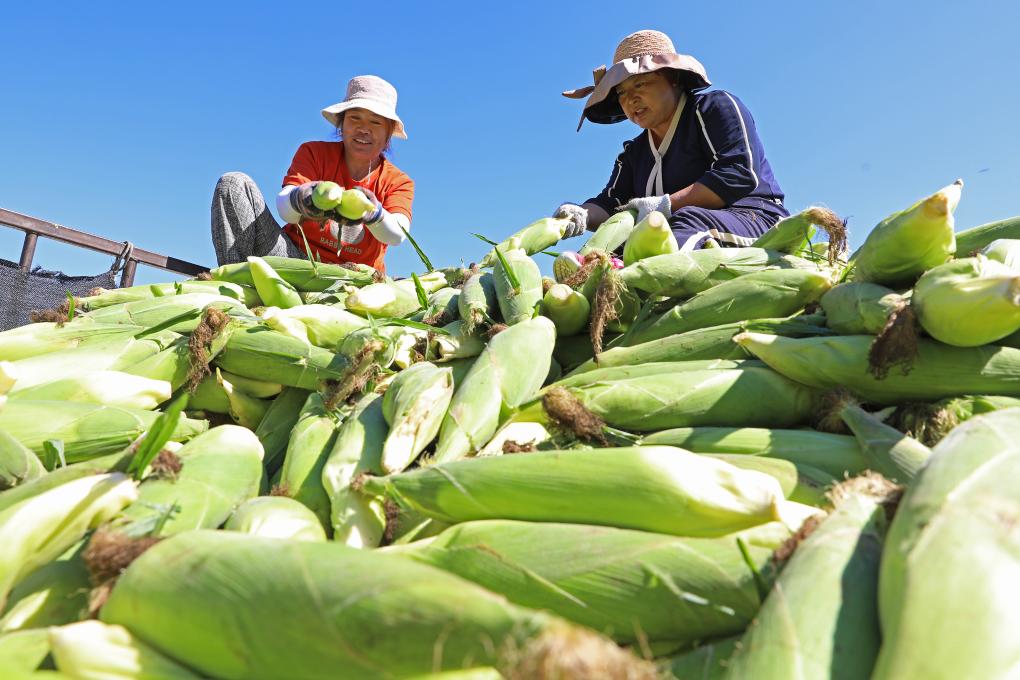 河北萬(wàn)全：鮮食玉米成熟上市