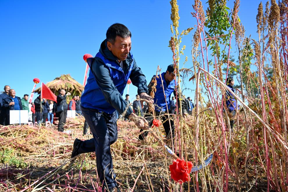 內蒙古武川縣：收割藜麥迎豐收