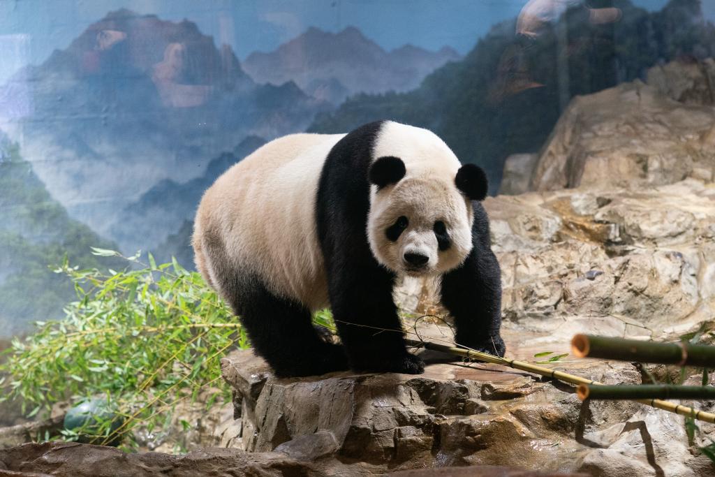 美國華盛頓國家動物園為旅美大熊貓舉辦歡送活動