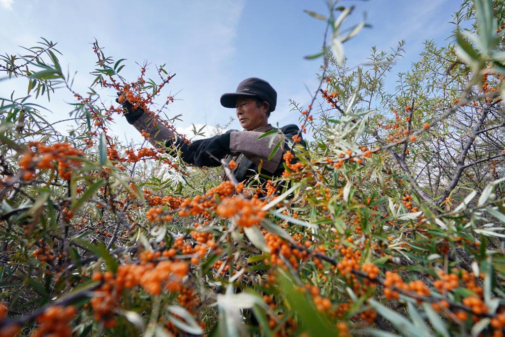 河北沽源：小小沙棘果 致富大產(chǎn)業(yè)