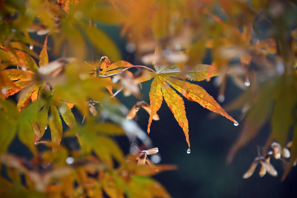 詩意中國丨丹楓萬葉碧云邊，黃花千點(diǎn)幽巖下