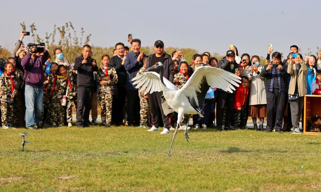 河北秦皇島：國(guó)家保護(hù)鳥(niǎo)類放歸自然