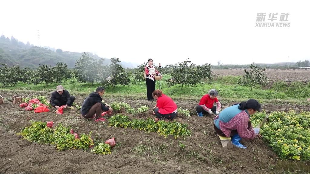 奮進(jìn)新征程 建功新時(shí)代丨環(huán)境美日子甜 茅頭園村的振興跑在前