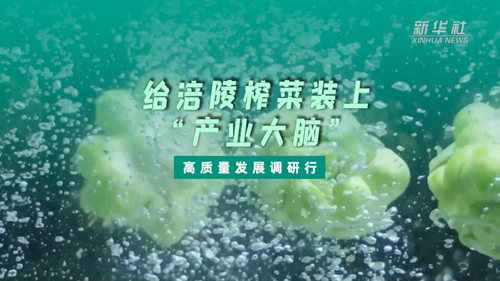 一顆青菜頭，緣何長出百億產(chǎn)業(yè)？