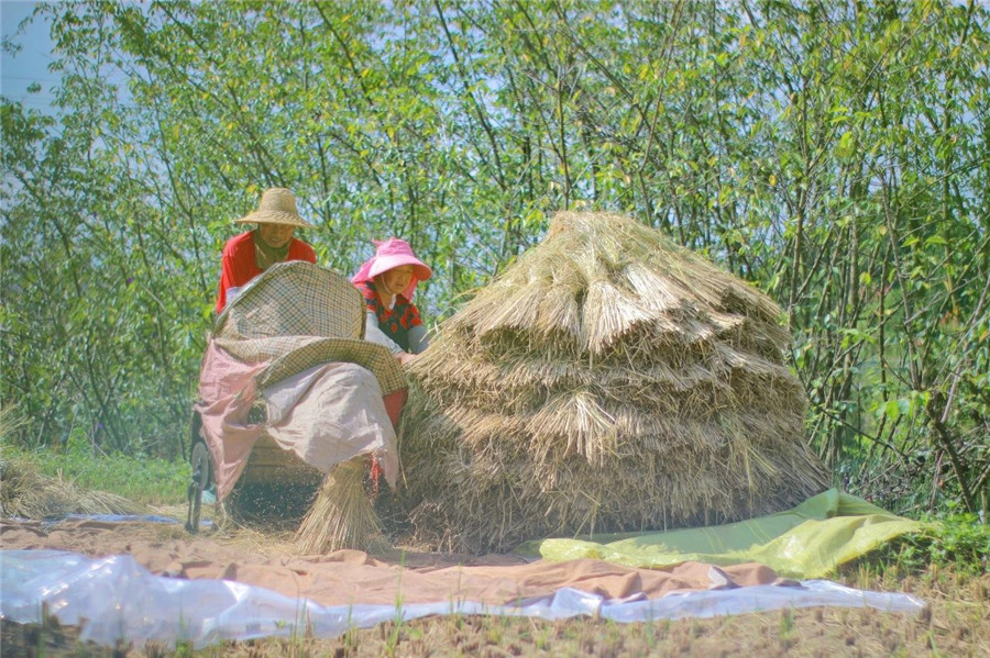 稻谷黃秋收忙 云南安寧“豐”景美